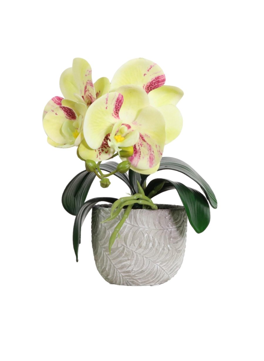 Mini Phalaenopsis Arrangement